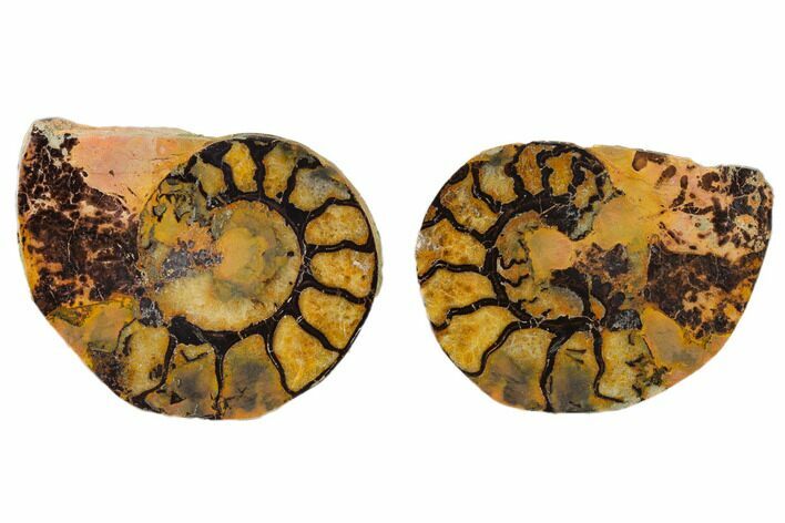 Sliced, Iron Replaced Fossil Ammonite - Morocco #138019
